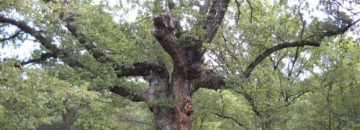 Camí d'Isona, la Posa a Llordà