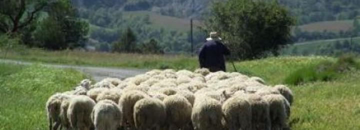 The descent of the herds