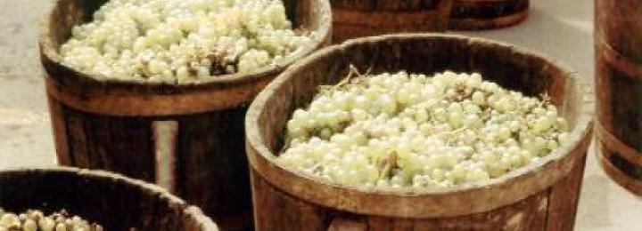 The grape picking