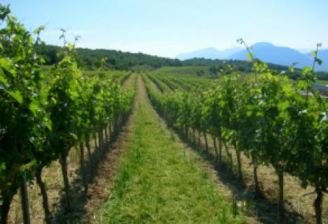 Wine by the winery Castell D'Encús.